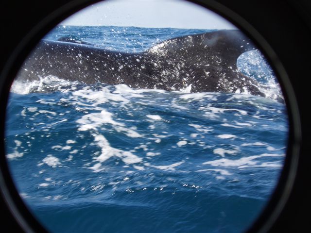 Their physical capacities are extraordinary